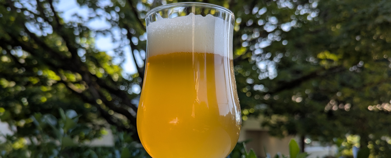 Easy for you to Slay (WC IPA) (American IPA | 21A) - Tasting